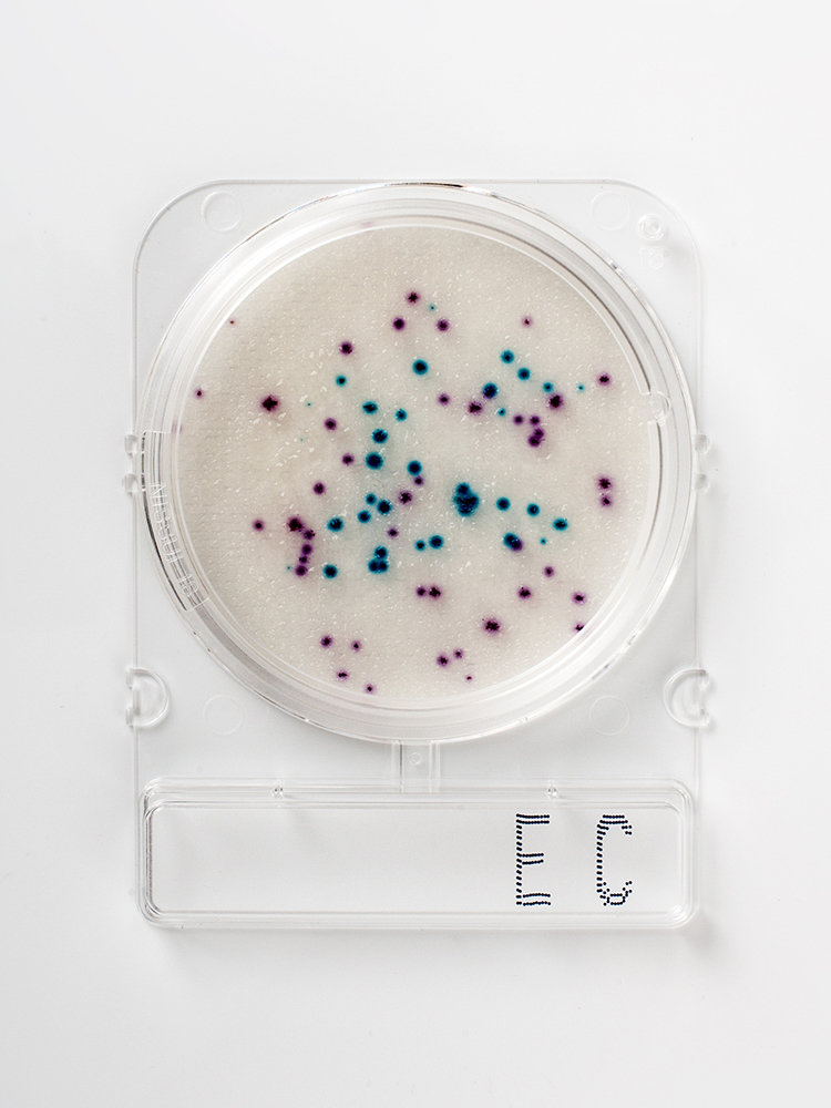 Food microbiology testing_Compact Dry EC_colonies blue E-coli_violett coliforms_in ground beef