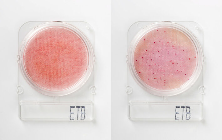 Food microbiology testing_Compact Dry ETB_blank nutrient pad left_red colonies enterobacteriaceae+color change right