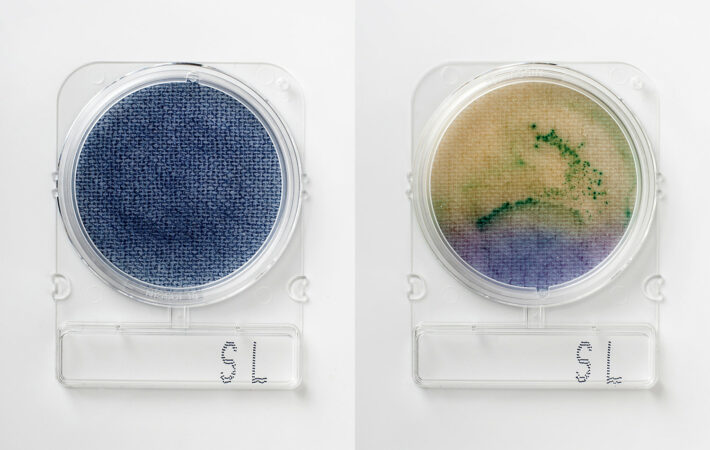 Food microbiology testing_Compact Dry SL_blank nutrient pad left_green-black colonies Salmonella_color change_motility right