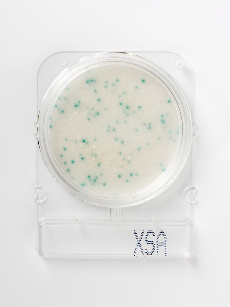 Food microbiology testing_Compact Dry X-SA_blue colonies of S-aureus from milk sample