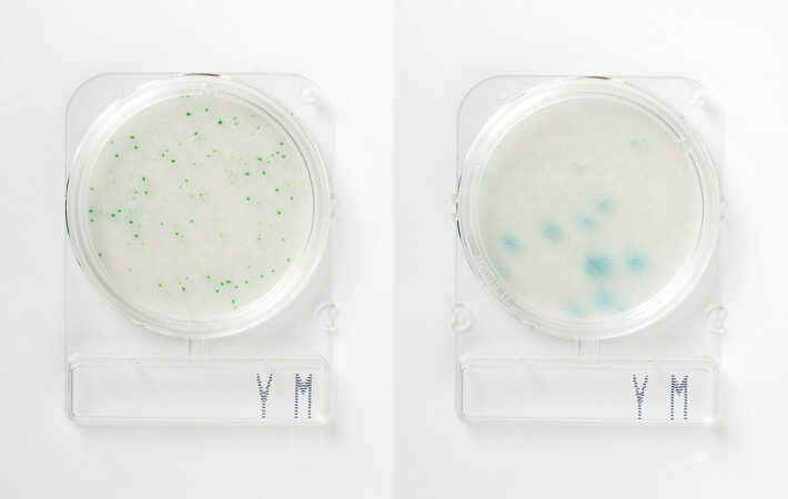 Food microbiology testing_Compact Dry YM_green colonies yeast left_light-blue-diffuse colonies mold right