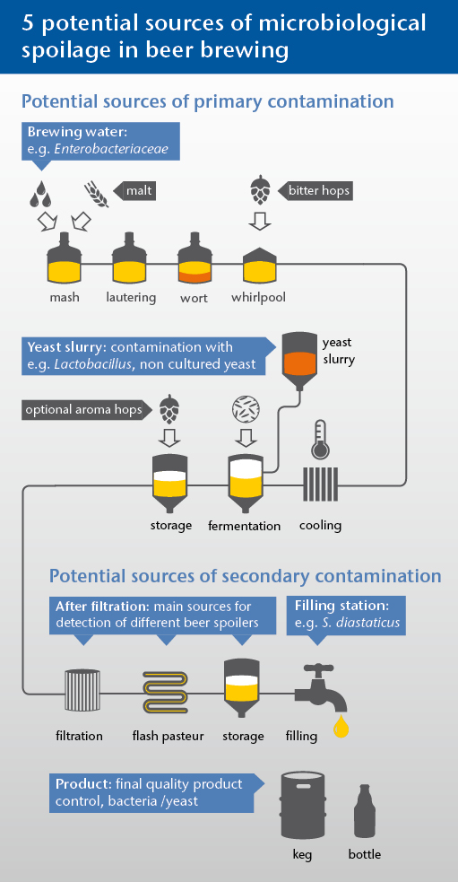 beer infographic video